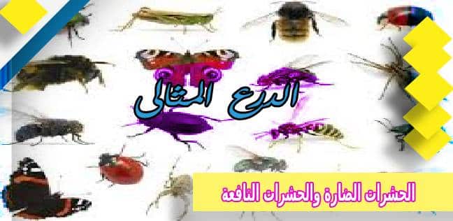 الحشرات الضارة والحشرات النافعة