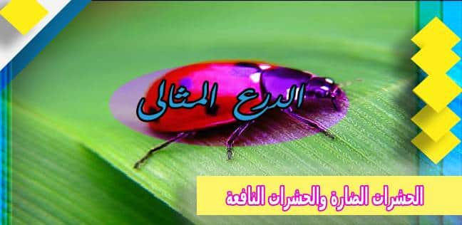 الحشرات الضارة والحشرات النافعة