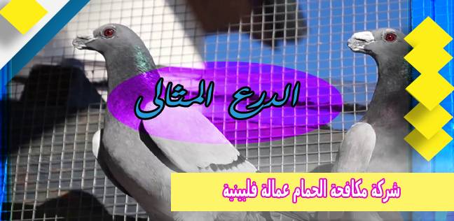 شركة مكافحة الحمام عمالة فلبينية