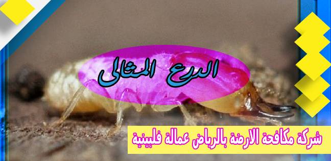 شركة مكافحة الارضة بالرياض عمالة فلبينية