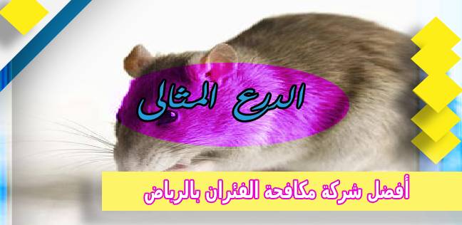 أفضل شركة مكافحة الفئران بالرياض