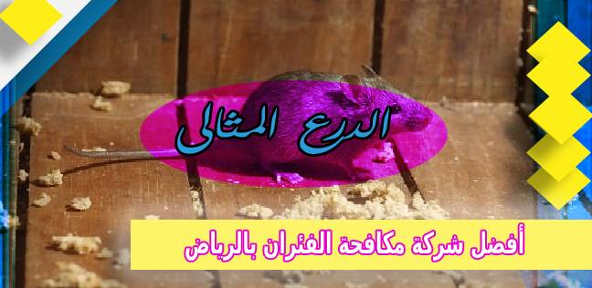 أفضل شركة مكافحة الفئران بالرياض