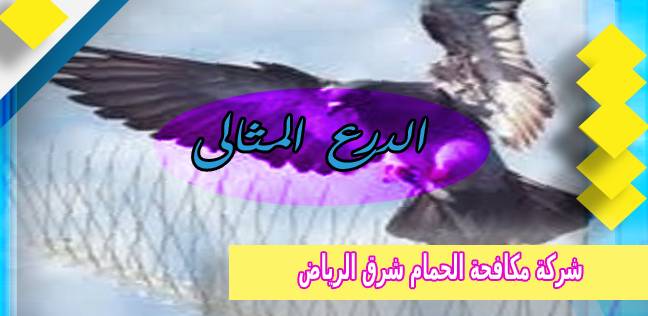 شركة مكافحة الحمام شرق الرياض