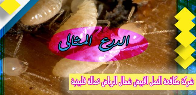 شركة مكافحة النمل الابيض شمال الرياض عمالة فلبينية 0503152005