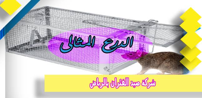 شركة صيد الفئران بالرياض
