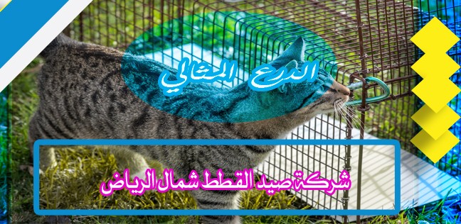 شركة صيد القطط شمال الرياض 920008956