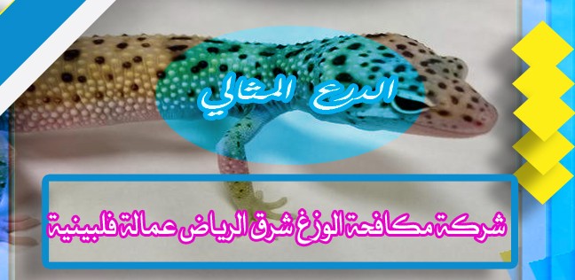 شركة مكافحة الوزغ شرق الرياض عمالة فلبينية