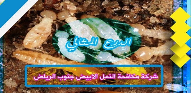 شركة مكافحة النمل الابيض جنوب الرياض