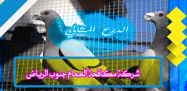 شركة مكافحة الحمام جنوب الرياض