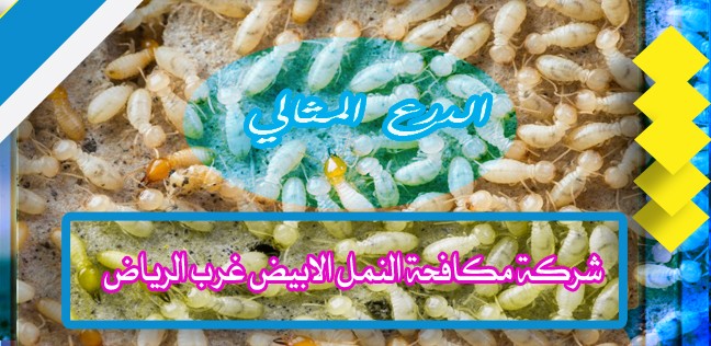 شركة مكافحة النمل الابيض غرب الرياض