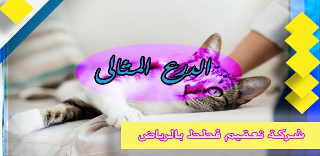 شركة تعقيم قطط بالرياض