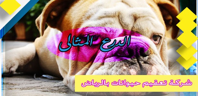  شركة تعقيم حيوانات بالرياض