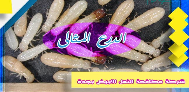 شركة مكافحة النمل الأبيض بجدة
