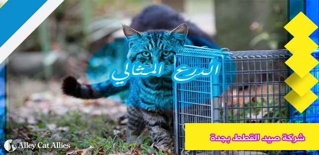 شركة صيد القطط بجدة