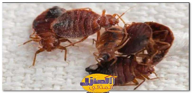 شركة رش بق الفراش بجدة 