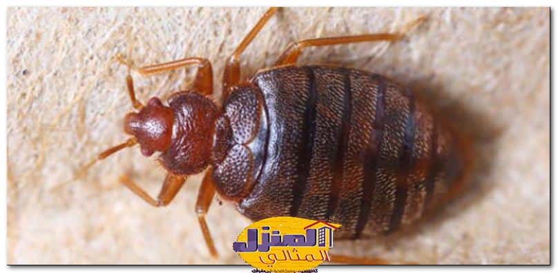 شركة رش البق في مكة